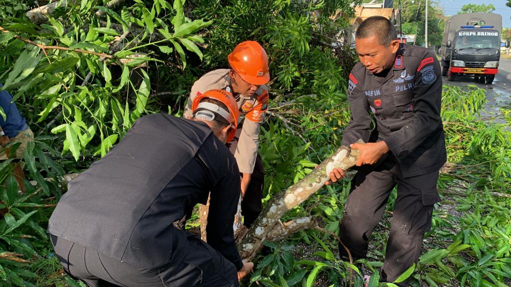 Lagi Pohon Tumbang Ganggu Arus Lalulintas di Poros Bajoe Bone. Ini yang Dilakukan Personel Tim SAR Yon C Brimobda Sulsel