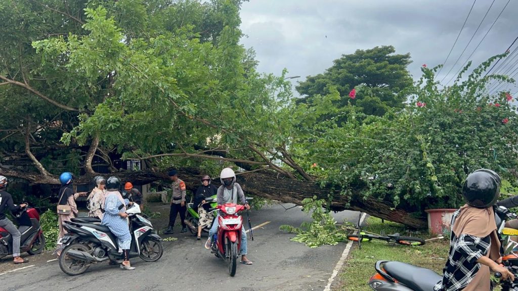Sebabkan Kemacetan Panjang, SAR Brimob Bone Evakuasi Pohon Tumbang di Poros Bone Bajoe